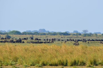 Herd of african buffalo at the Chobe National Park