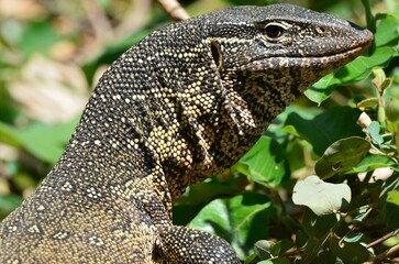 Portrait of a nile monitor, Chobe National Park