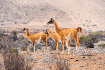 Naklejka na ściany i meble three guanacos or lama guanicoe in the desert of Chile.
