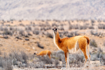 guanaco or lama guanicoe in the desert of Chile.