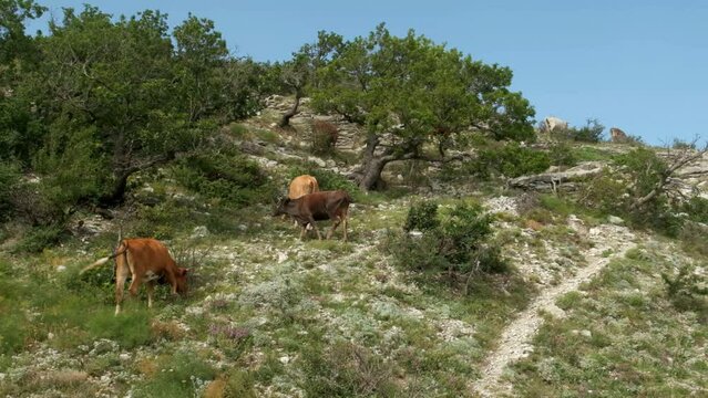 Slow motion. A herd of domestic cows graze on the slope of a mountain with grass. Cattle
