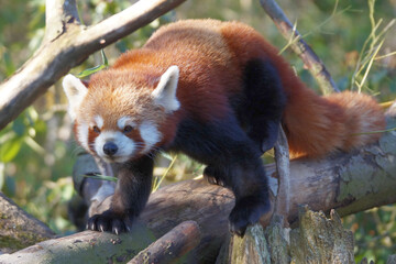 kleiner Panda im Zoo Zürich