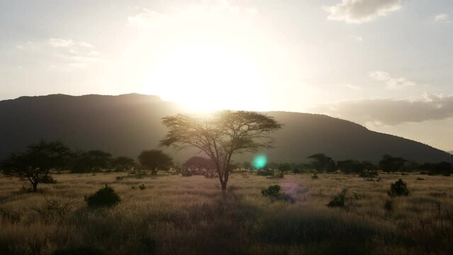 Safari Sunset in African savanna drive by with trees and hills in Kenya move sunrise tsavo east west masai mara amboseli