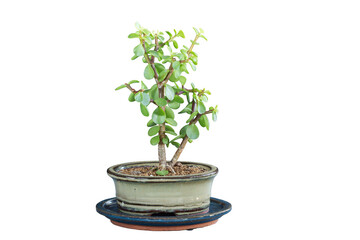 Portulacaria afra young bonsai on white