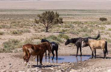 Wild Horses at a Utah Desert Waterhole in Summer