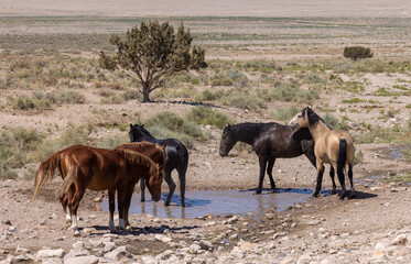 Fototapeta na wymiar Wild Horses at a Utah Desert Waterhole in Summer