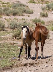 Fototapeta premium Wild Horses at a Utah Desert Waterhole in Summer