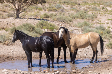 Wild Horses at a Utah Desert Waterhole in Summer