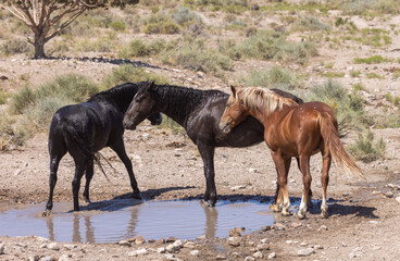 Wild Horses at a Utah Desert Waterhole in Summer