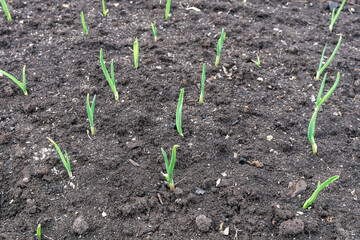 a few green shoots come out of the ground