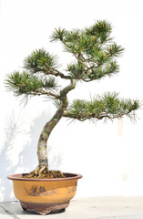 Pine bonsai in Chinese garden