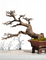 Bonsai of trees in Chinese garden