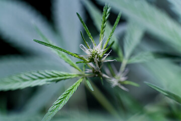 Marijuana (Spanish marijuana, marihuana)