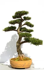 Tafelkleed Pine bonsai in Chinese garden © youm