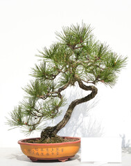 Pine bonsai in Chinese garden
