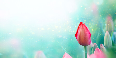 Pink tulip flower over soft focus blurred turquoise floral background. Spring card with copy space