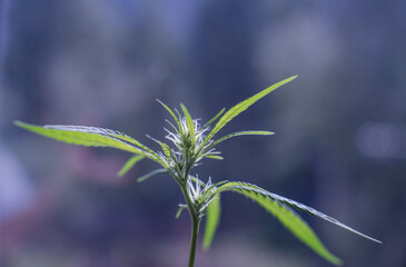 Marijuana (Spanish marijuana, marihuana)