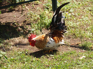 A closeup shot of a bantam rooster foraging on a field