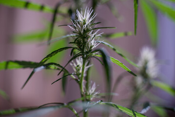 Marijuana (Spanish marijuana, marihuana)