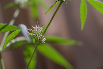 Marijuana (Spanish marijuana, marihuana)