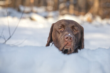 Portrait of apathetic chocolate labrador dog, peeping out from the snowdrift with snow on muzzle