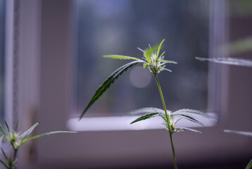 Marijuana (Spanish marijuana, marihuana)