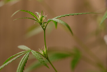 Marijuana (Spanish marijuana, marihuana)