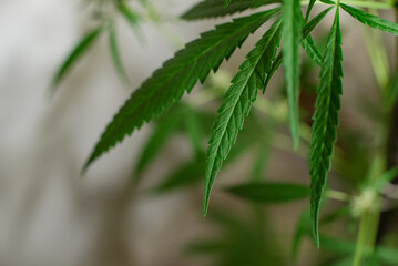 Marijuana (Spanish marijuana, marihuana)