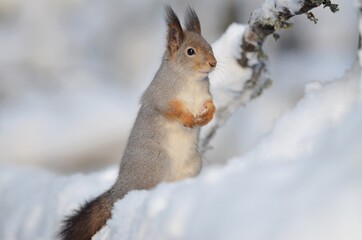 Naklejka na ściany i meble squirrel on the snow