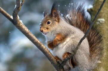 Obraz premium squirrel in the park