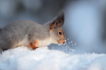 squirrel on the snow