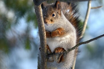 Fototapeta premium squirrel on a tree
