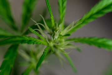 Marijuana (Spanish marijuana, marihuana), the official name of cannabis is a psychoactive drug derived from hemp, psychedelic type.