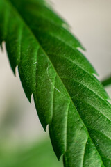 Marijuana (Spanish marijuana, marihuana), the official name of cannabis is a psychoactive drug derived from hemp, psychedelic type.