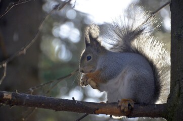 squirrel in the park