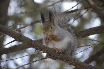 squirrel on a tree