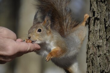 squirrel eating nut