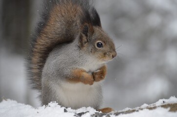 squirrel on a snow