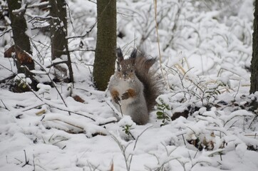 Naklejka premium squirrel in the snow