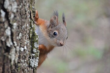 squirrel on a tree