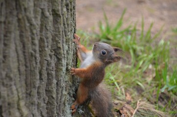 squirrel on a tree