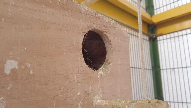 parakeets coming out of a wooden nest