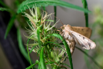 Marijuana (Spanish marijuana, marihuana), the official name of cannabis is a psychoactive drug derived from hemp, psychedelic type.