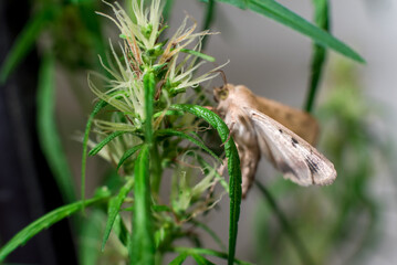 Marijuana (Spanish marijuana, marihuana), the official name of cannabis is a psychoactive drug derived from hemp, psychedelic type.