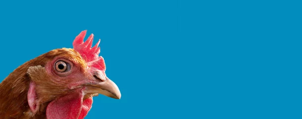 Foto auf Acrylglas head red chicken with an evil look on a blue background © luchschenF