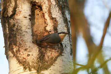 Kleiber an seiner Nisthöhle