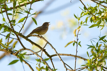 Fitis im Frühjahr in der Oberlausitz	
