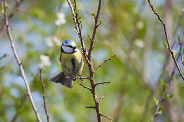 Blaumeise im Frühjahr	
