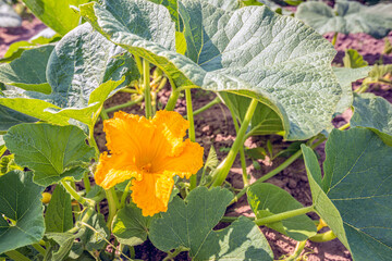 Yellow flowering pumpkin plant on a sunny day in springtime. The photo was taken at a specialized...