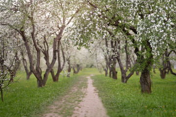 Fototapeta na wymiar Cherry and apple blossoms in spring garden